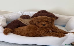 Toy Poodle dogs for sale: 💫🔥🦴F1 Toy Poodle puppies💥💤  - Image 4