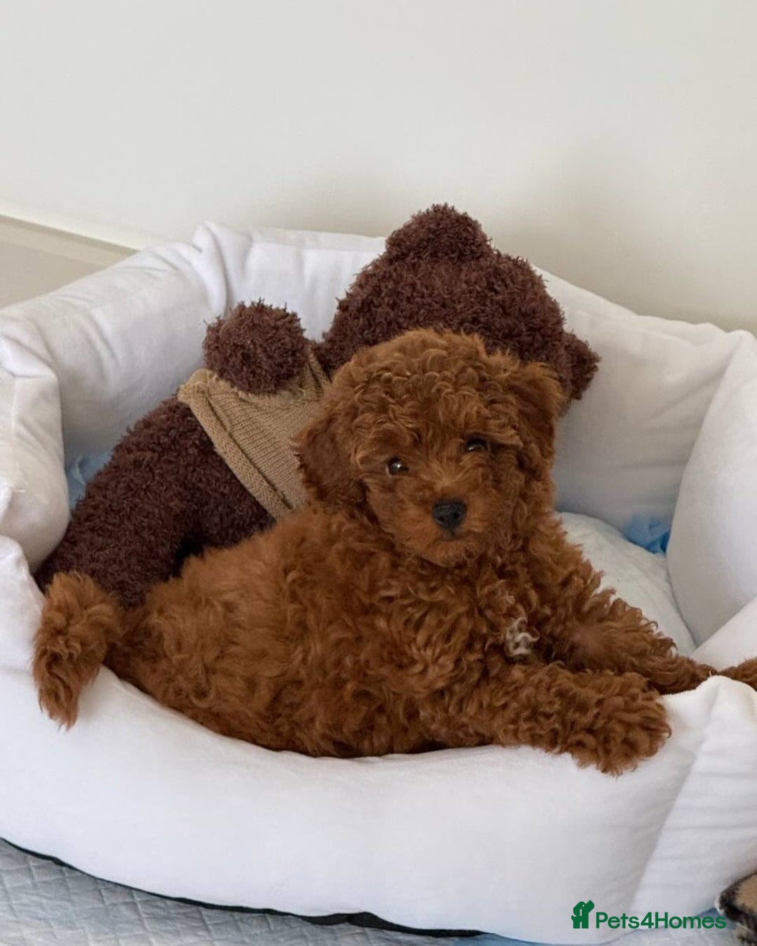 Toy Poodle dogs for sale: 💫🔥🦴F1 Toy Poodle puppies💥💤  - Image 4