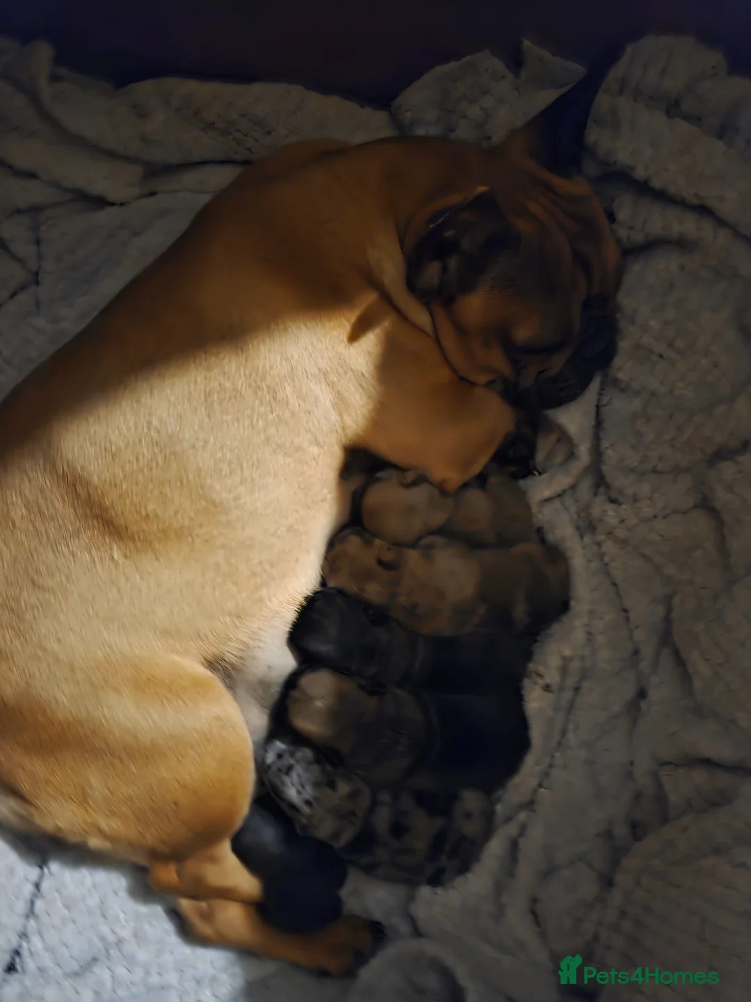 French Bulldog dogs for sale: French Bulldog Puppies – Ready Soon 🐶 - Advert 1