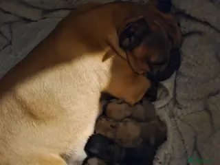 French Bulldog dogs French Bulldog Puppies – Ready Soon 🐶 - Advert 2