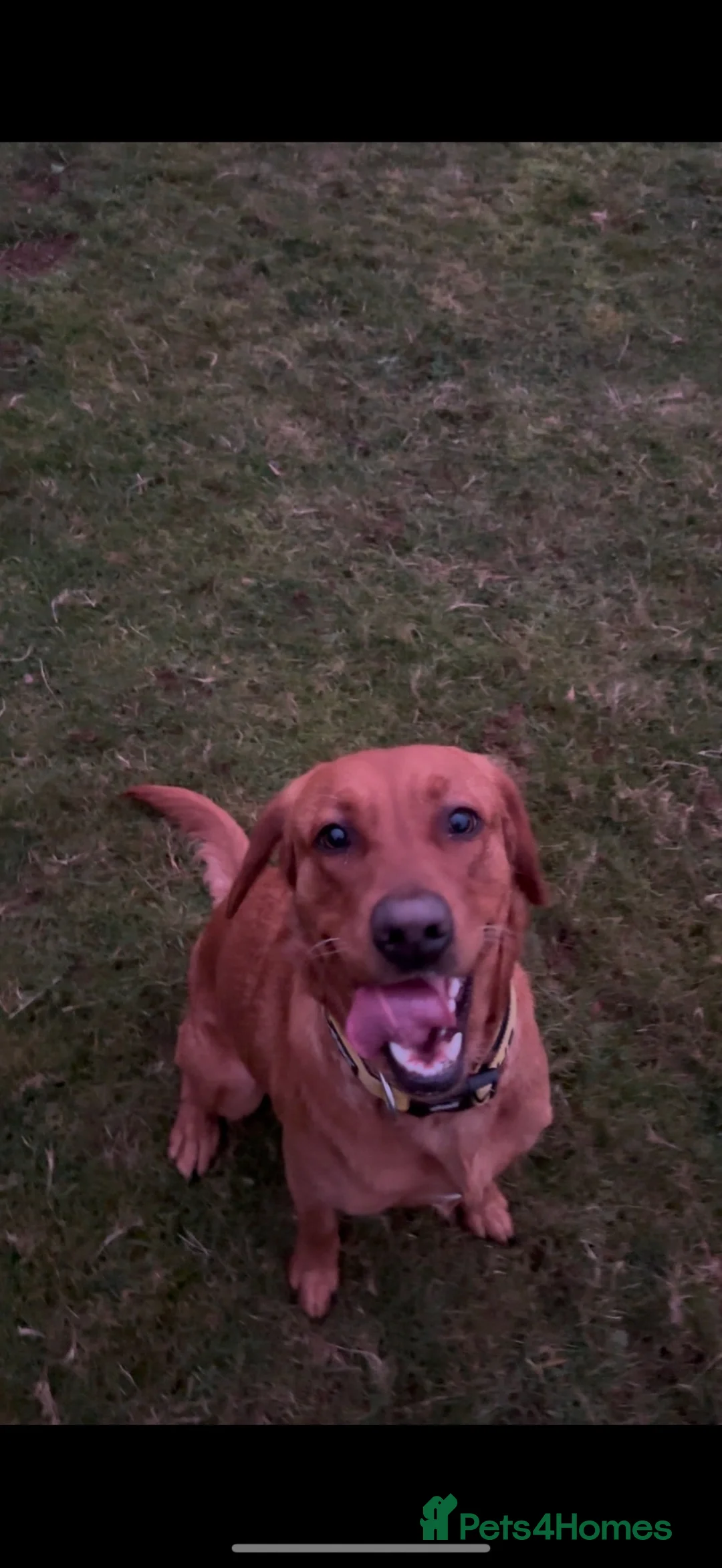 Mixed Breed dogs for sale: Puppy’s  in Oakham - Advert 2