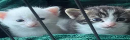 Mixed Breed cats for sale: khao manee Cross kittens  - Advert 4