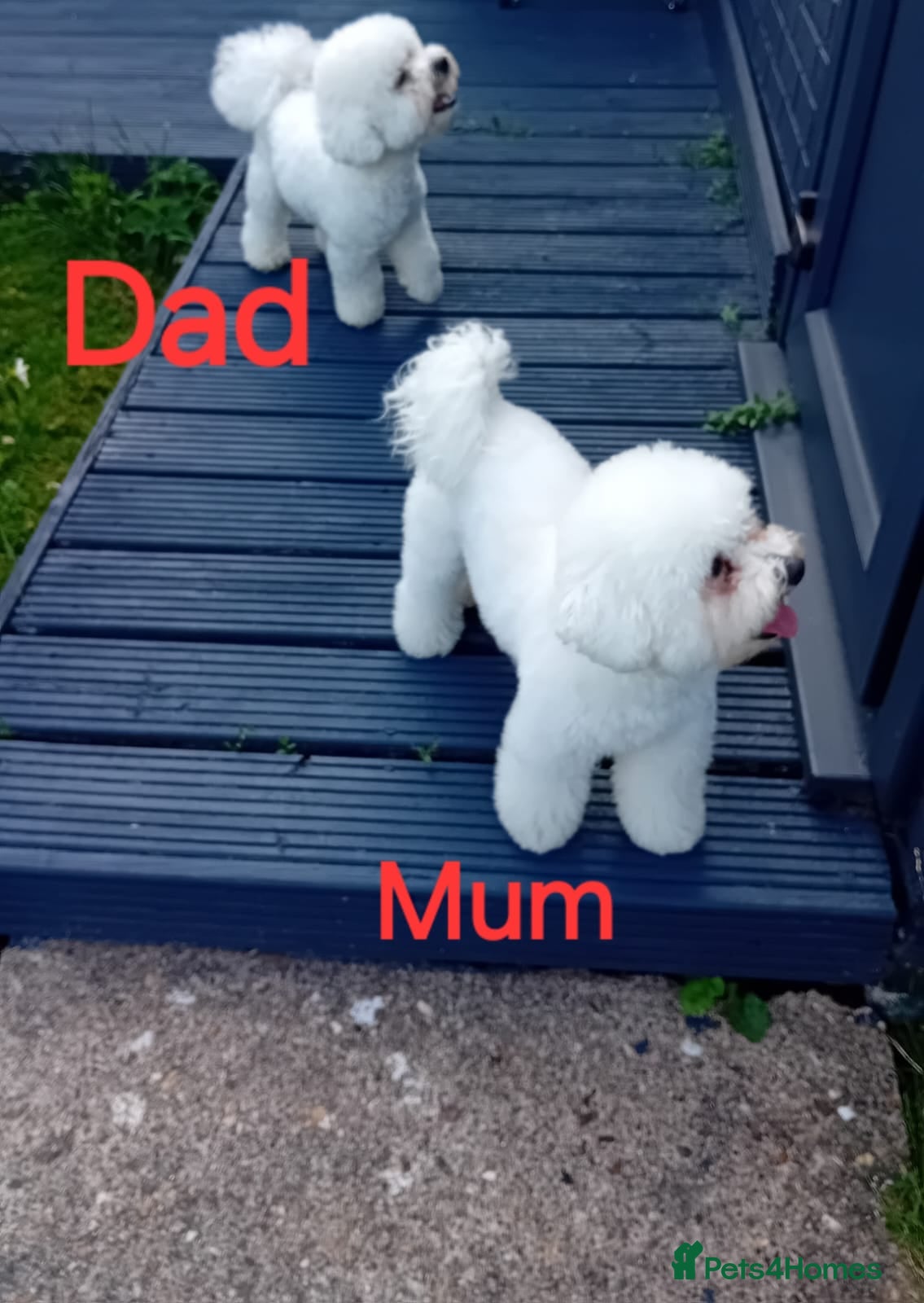 Bichon Frise dogs Bichon Frise ( 2 boys 2 girls ) - Advert 2