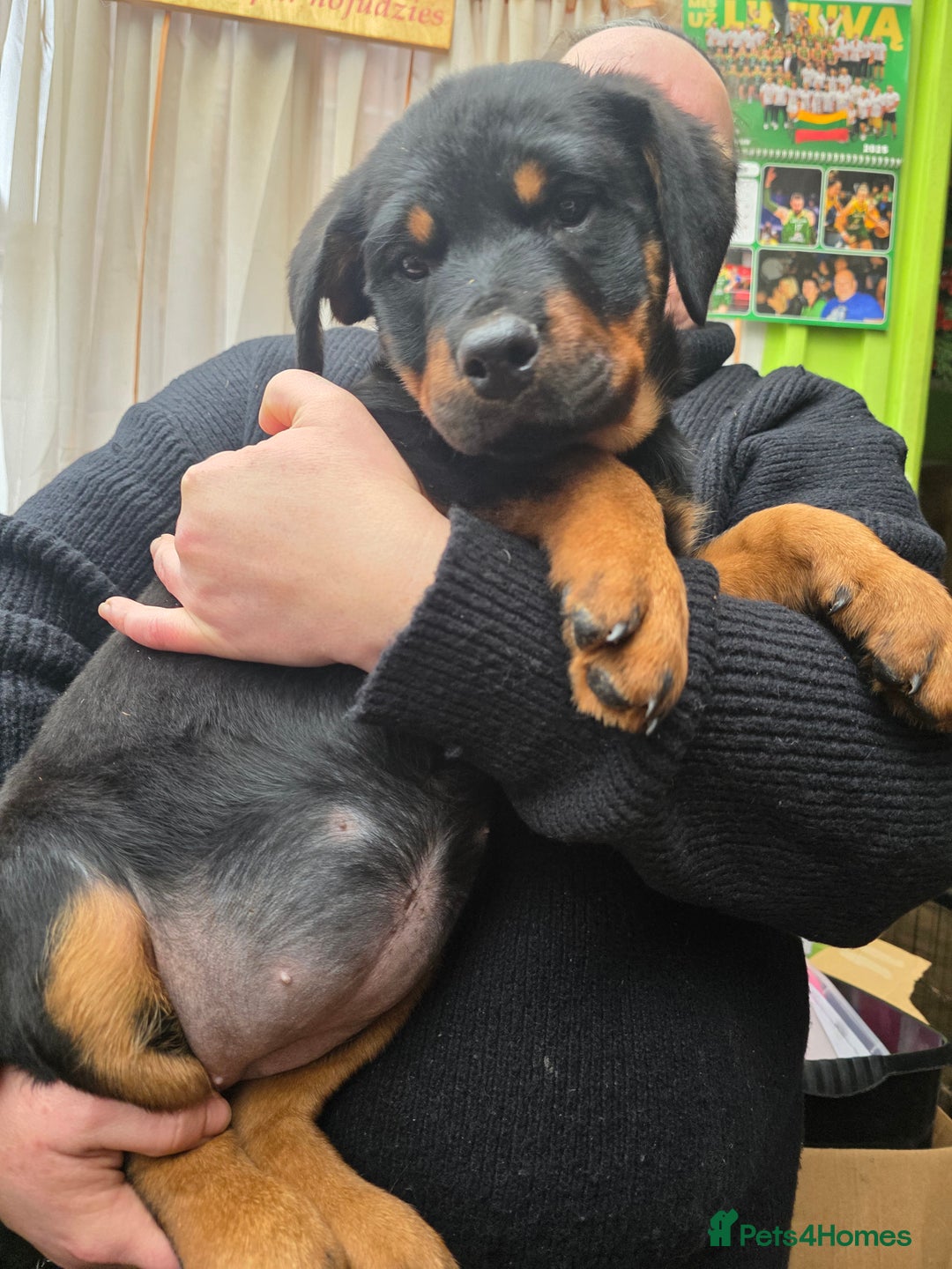Rottweiler dogs for sale: Rottweiler puppies  - Advert 20