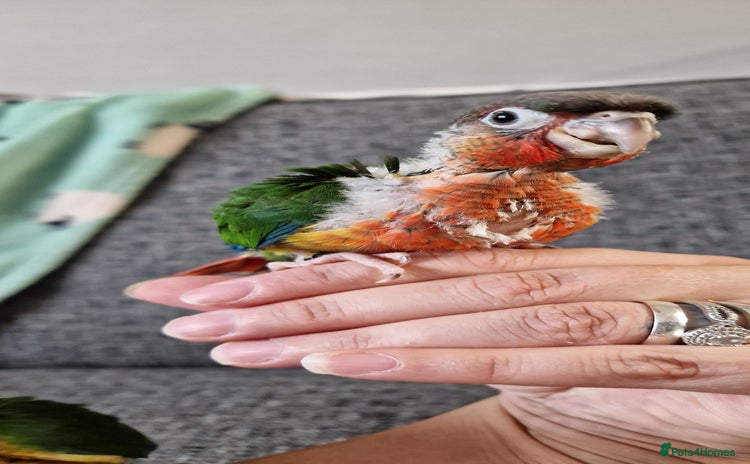 Conures birds in Durham - Advert 13