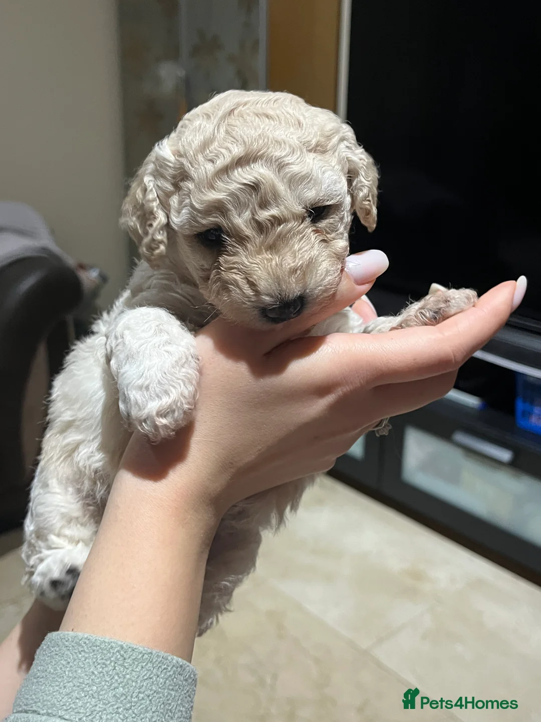 Maltipoo dogs for sale: Pure Maltipoo Puppies   - Advert 4