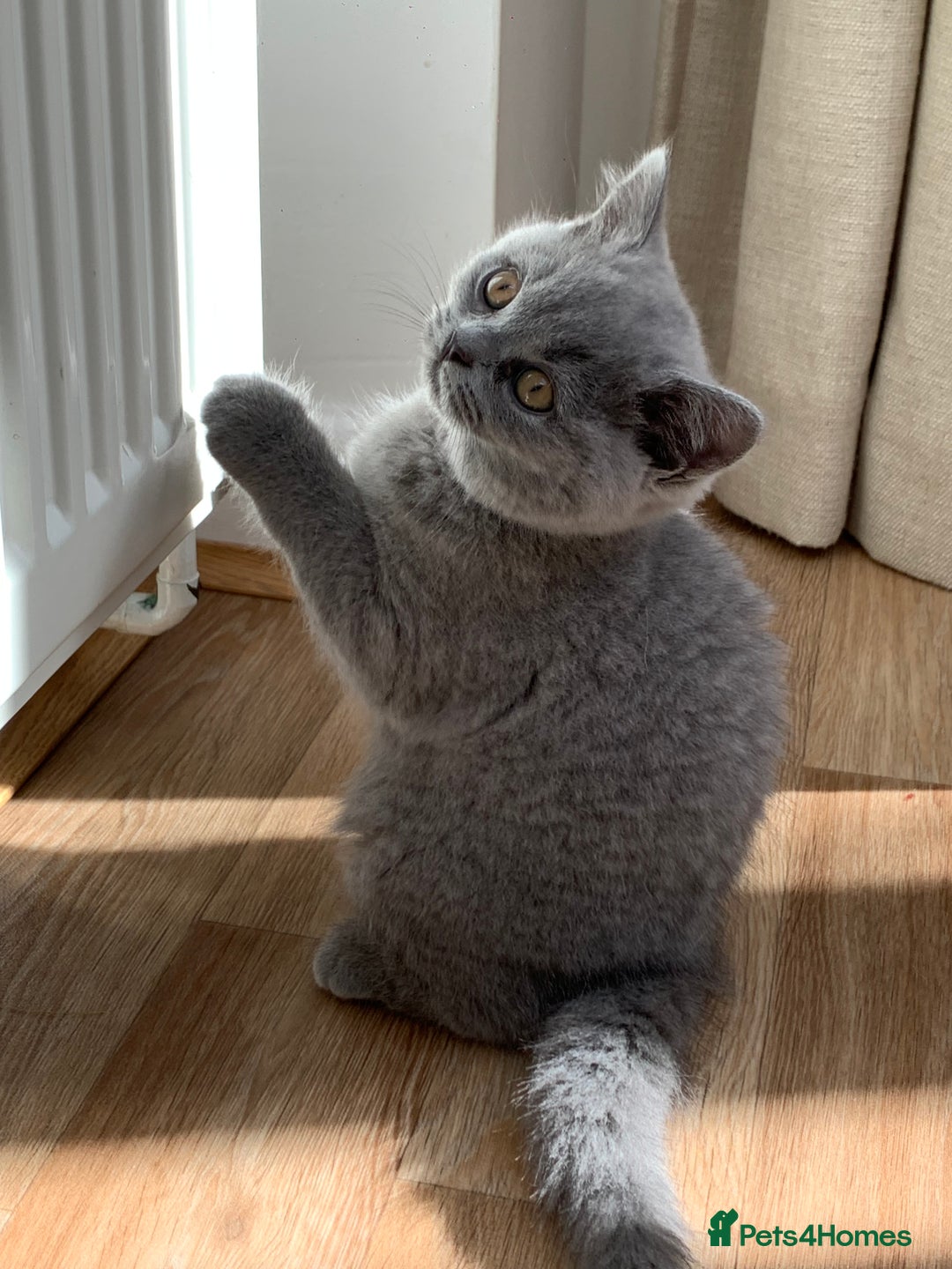 British Shorthair cats for sale: GCCF Pedigree Pure Blue British Shorthair - Advert 18