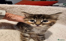 Norwegian Forest Cat cats for sale: Norwegian Forest kittens for sale - Image 3
