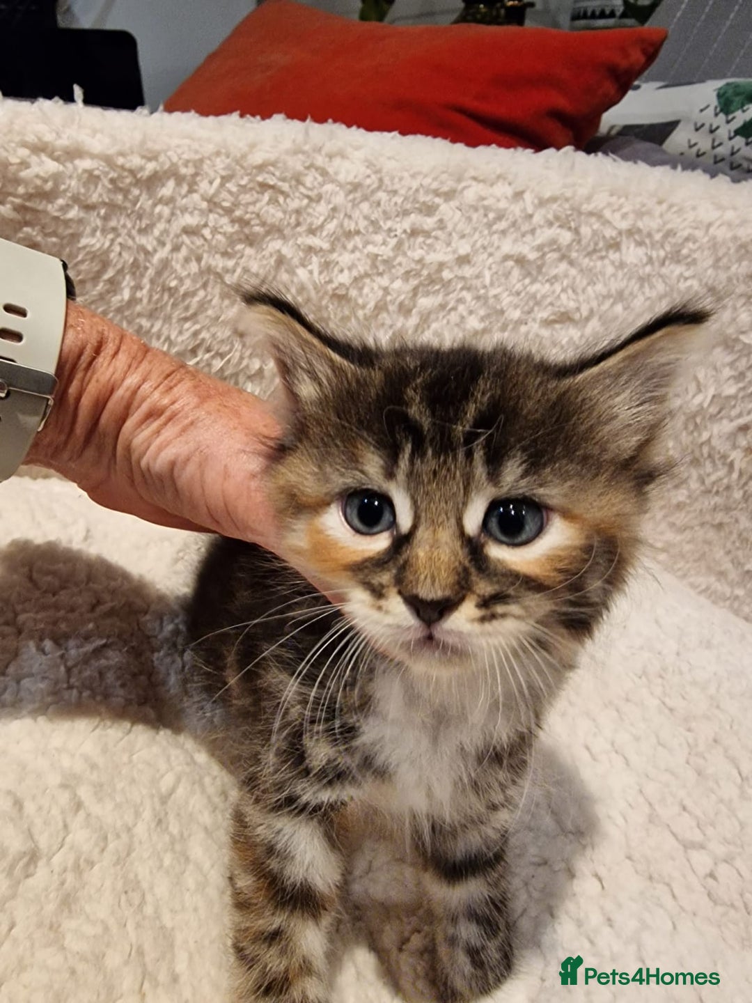 Norwegian Forest Cat cats for sale: Norwegian Forest kittens for sale - Image 3