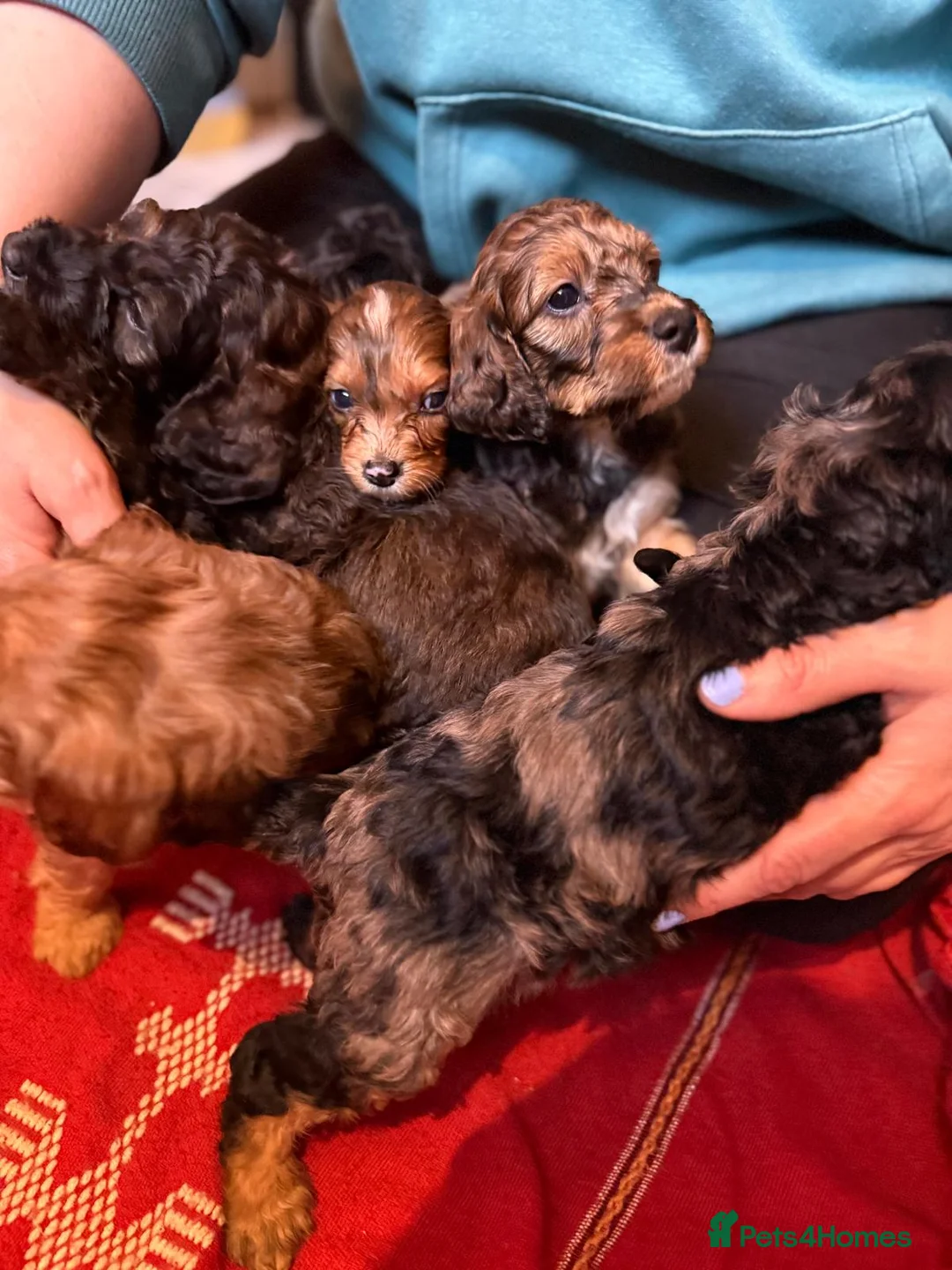 Irish Doodle dogs for sale: Irish Doodles (Mini)  - Advert 3