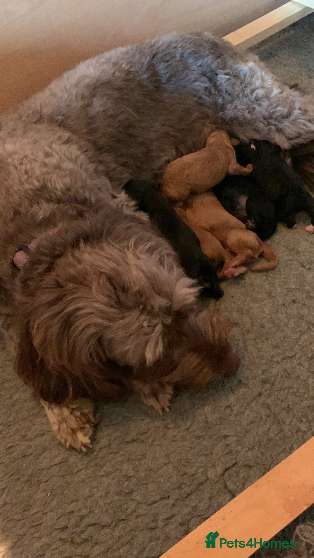 Labradoodle dogs for sale: F1b Miniature Labradoodle Puppies  - Image 3