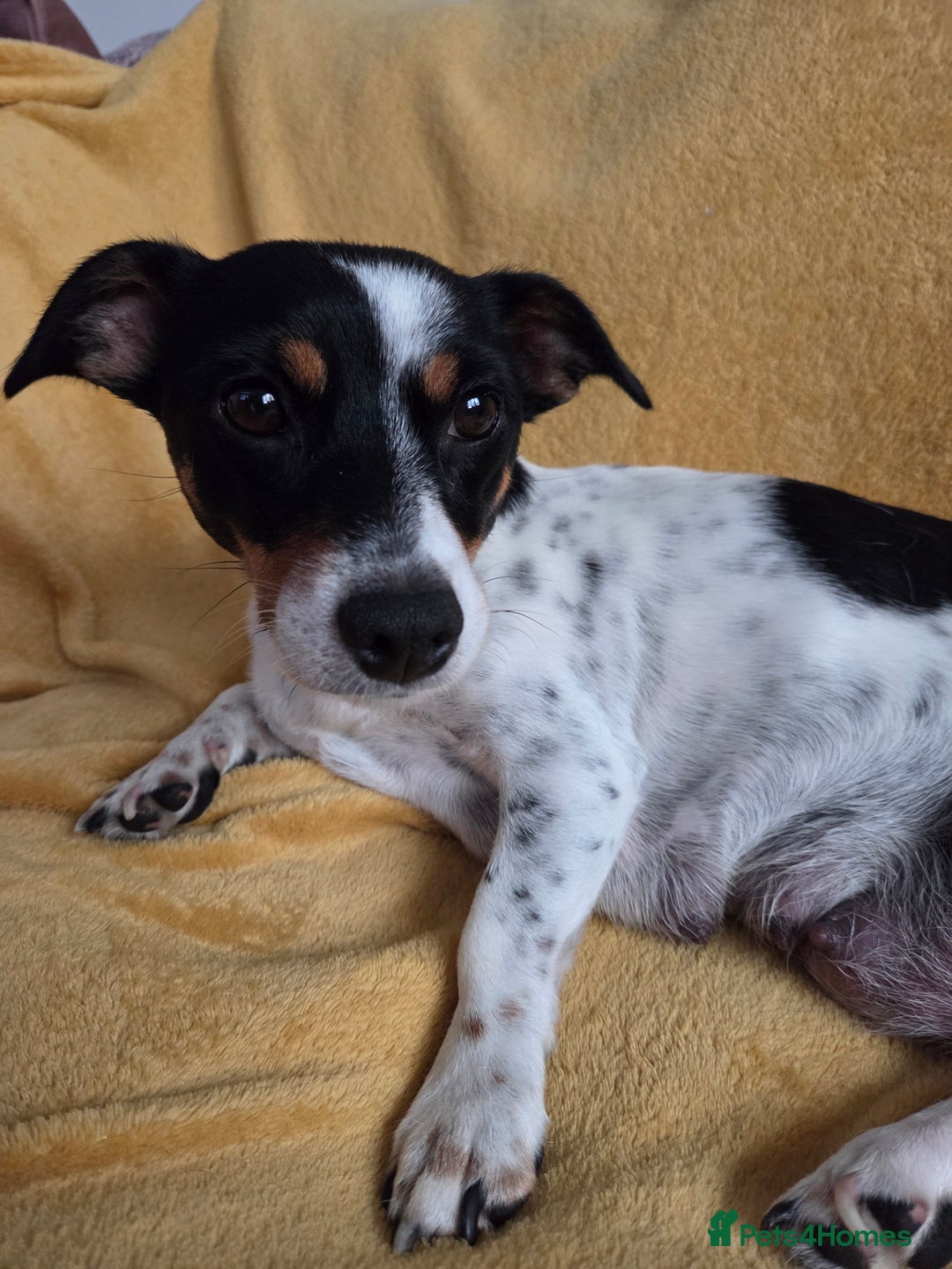Jack Russell dogs for sale: Tricolour short legs Jack Russell  - Image 15
