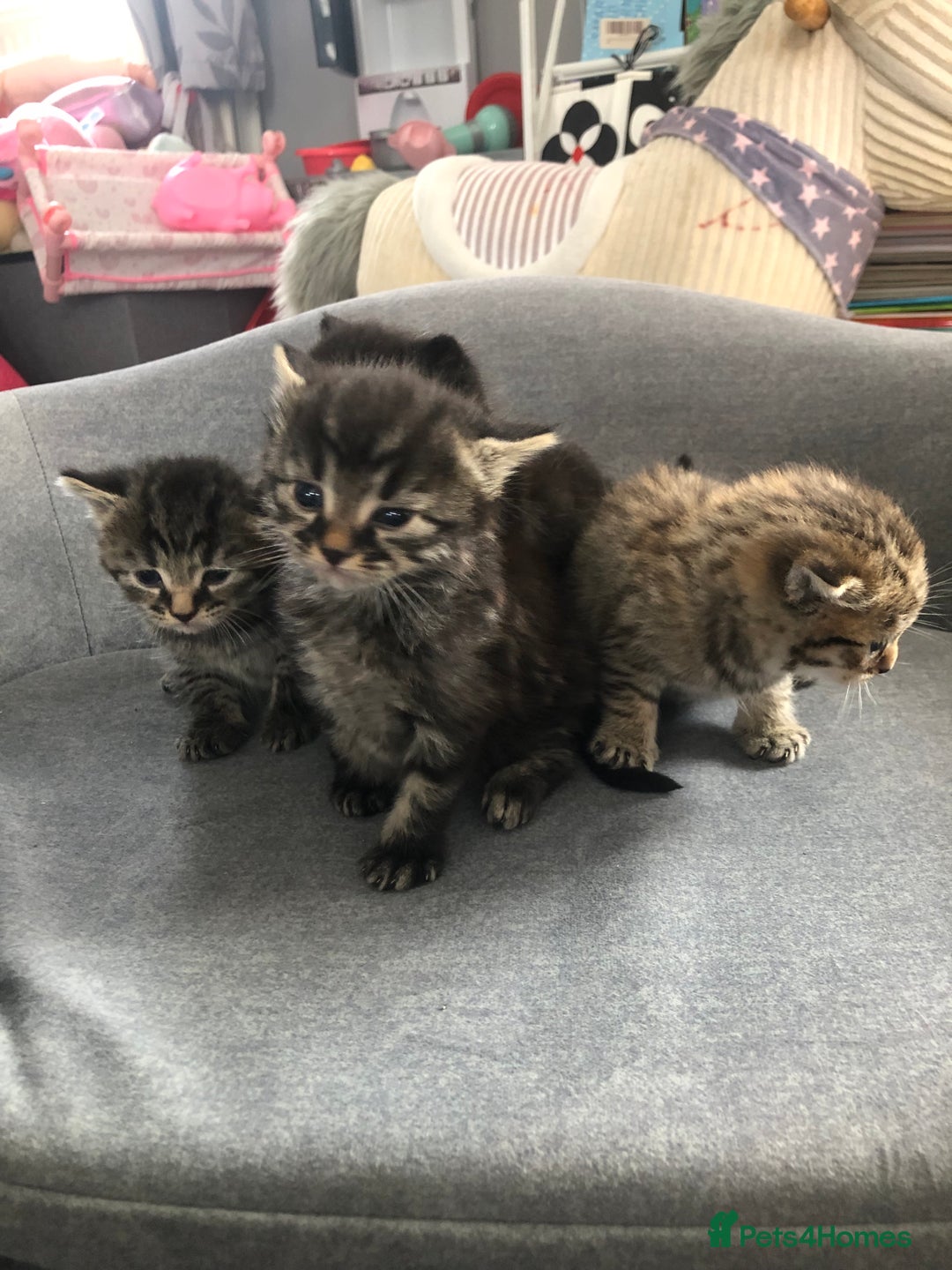 Bengal cats for sale: Kittens for sale  in Maesteg - Image 12