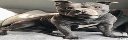 Staffordshire Bull Terrier dogs for sale: Stunning Kc staffie pups for sale in Gateshead - Advert 15