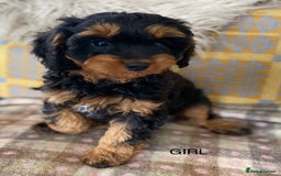 Cavapoo dogs for sale: Black and Tan Cavapoos - Image 3