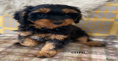 Cavapoo dogs - Advert 13