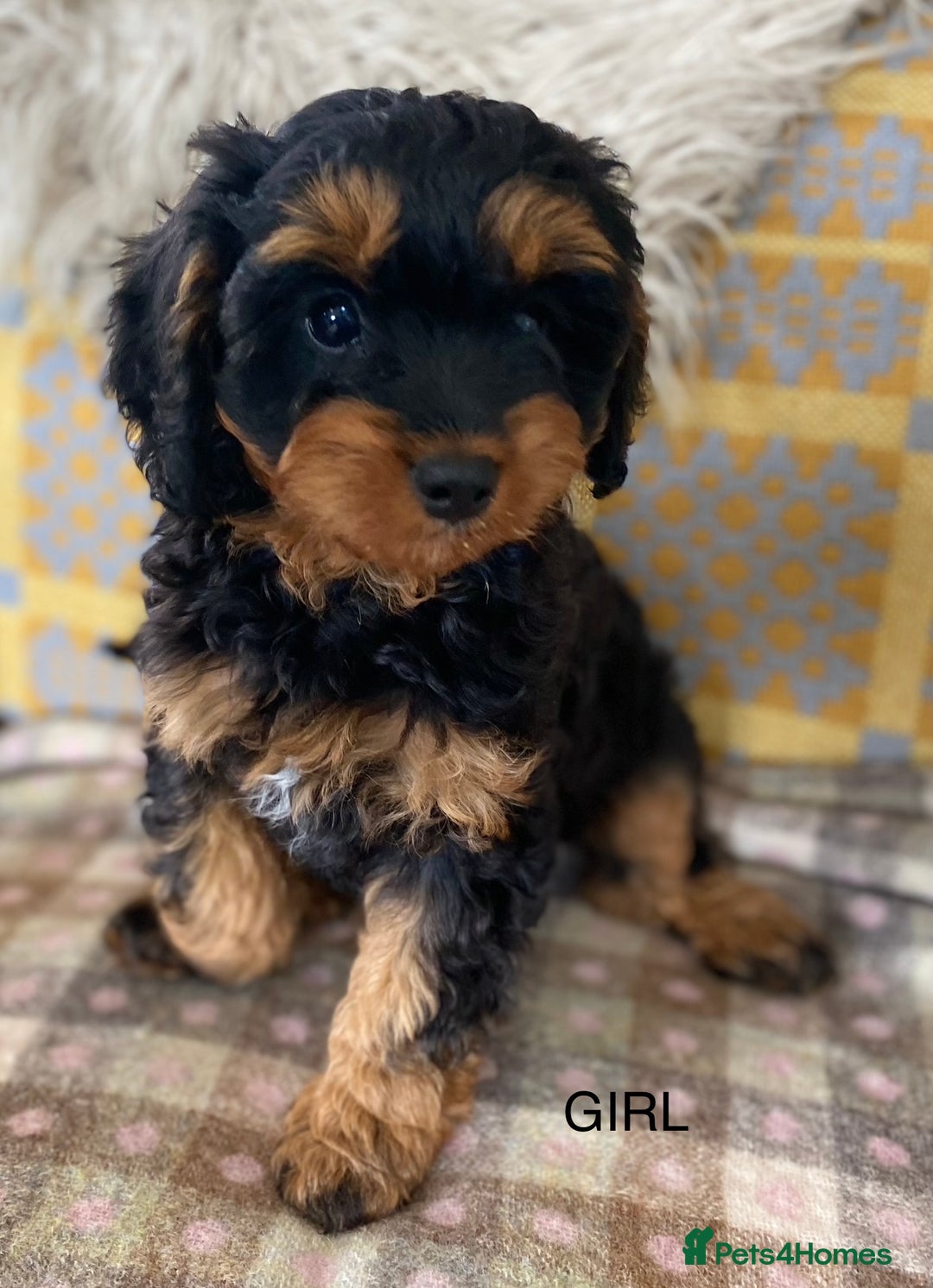Cavapoo dogs for sale: Black and Tan Cavapoos - Image 3