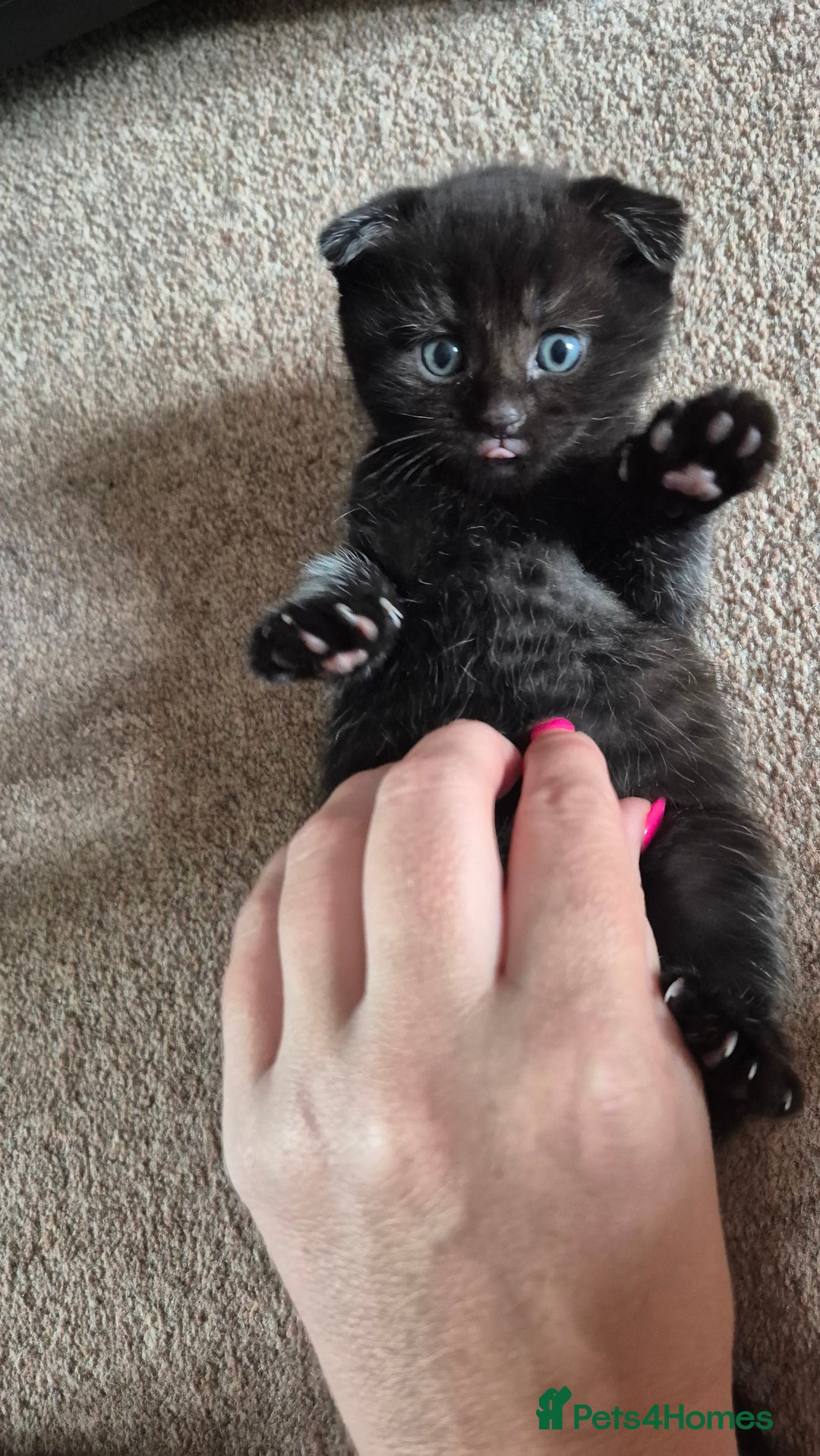 Scottish Fold cats for sale: RARE - Scottish Fold x Maine Coon Kittens!! - Image 8