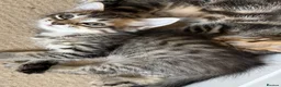 Mixed Breed cats for sale: Adorable Fluffy Tabby MaineCoon mixed Kitten🐱💕  - Advert 14
