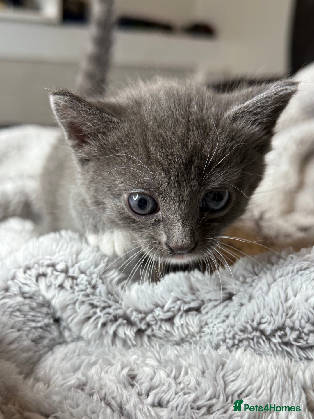 British Shorthair cats for sale: Our beautiful cute shorthair blue kittens - Image 13