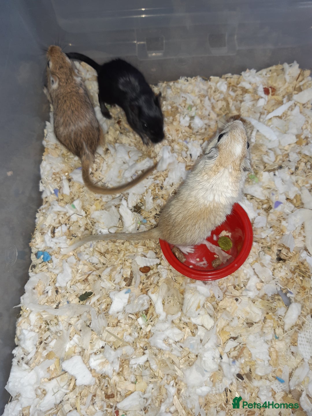 Gerbil rodents for sale: Super friendly gerbils from hobby breeder  - Advert 12