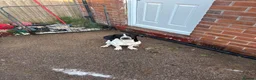 Mixed Breed dogs for sale: Dozer german shorthair pointer in Stoke-on-Trent - Advert 2