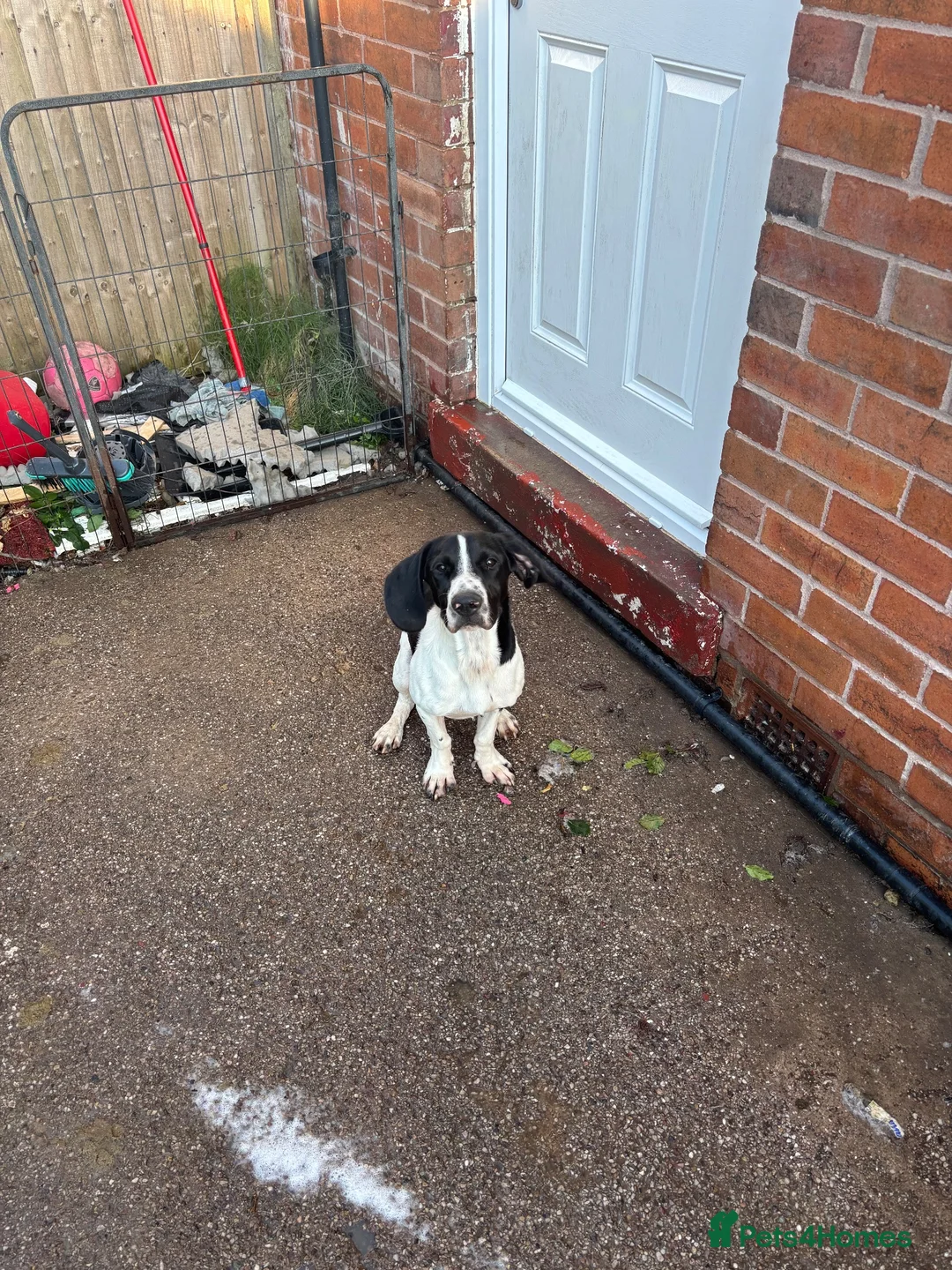 Mixed Breed dogs for sale: Dozer german shorthair pointer in Stoke-on-Trent - Advert 2