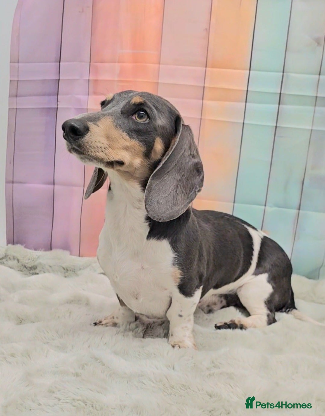 Miniature Dachshund dogs Blue piebald miniature Dachshund stud  - Advert 3