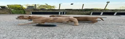 Olde English Bulldogge dogs for sale: Olde English bulldog 5 gen of health genetic clear - Advert 5
