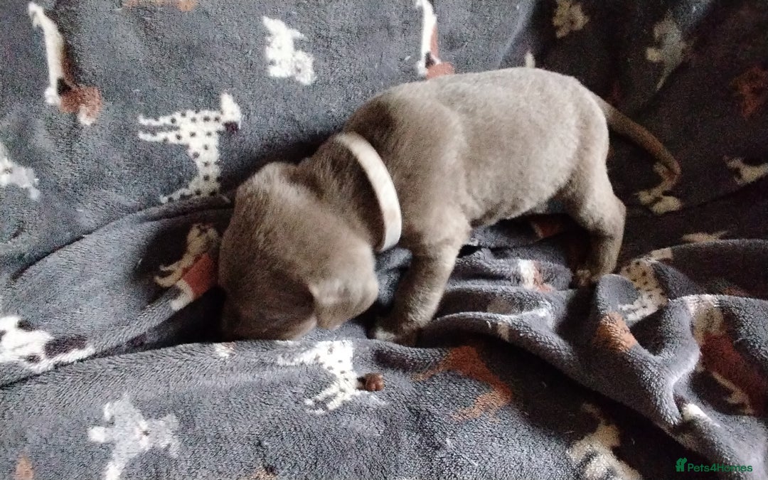 Labrador Retriever dogs for sale: Litter just be born - Advert 15