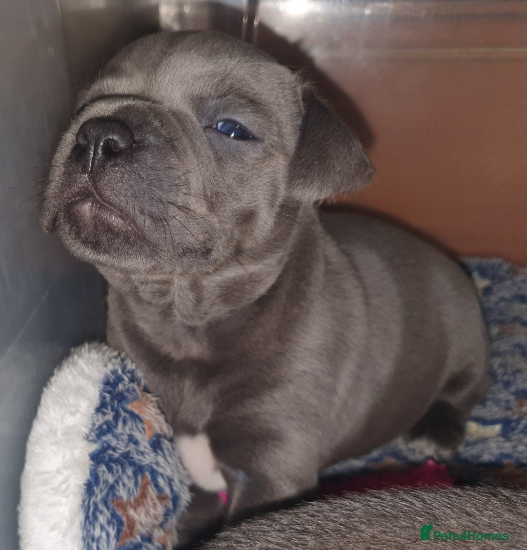 Staffordshire Bull Terrier dogs for sale: Twin large blue staffy boys - Image 13