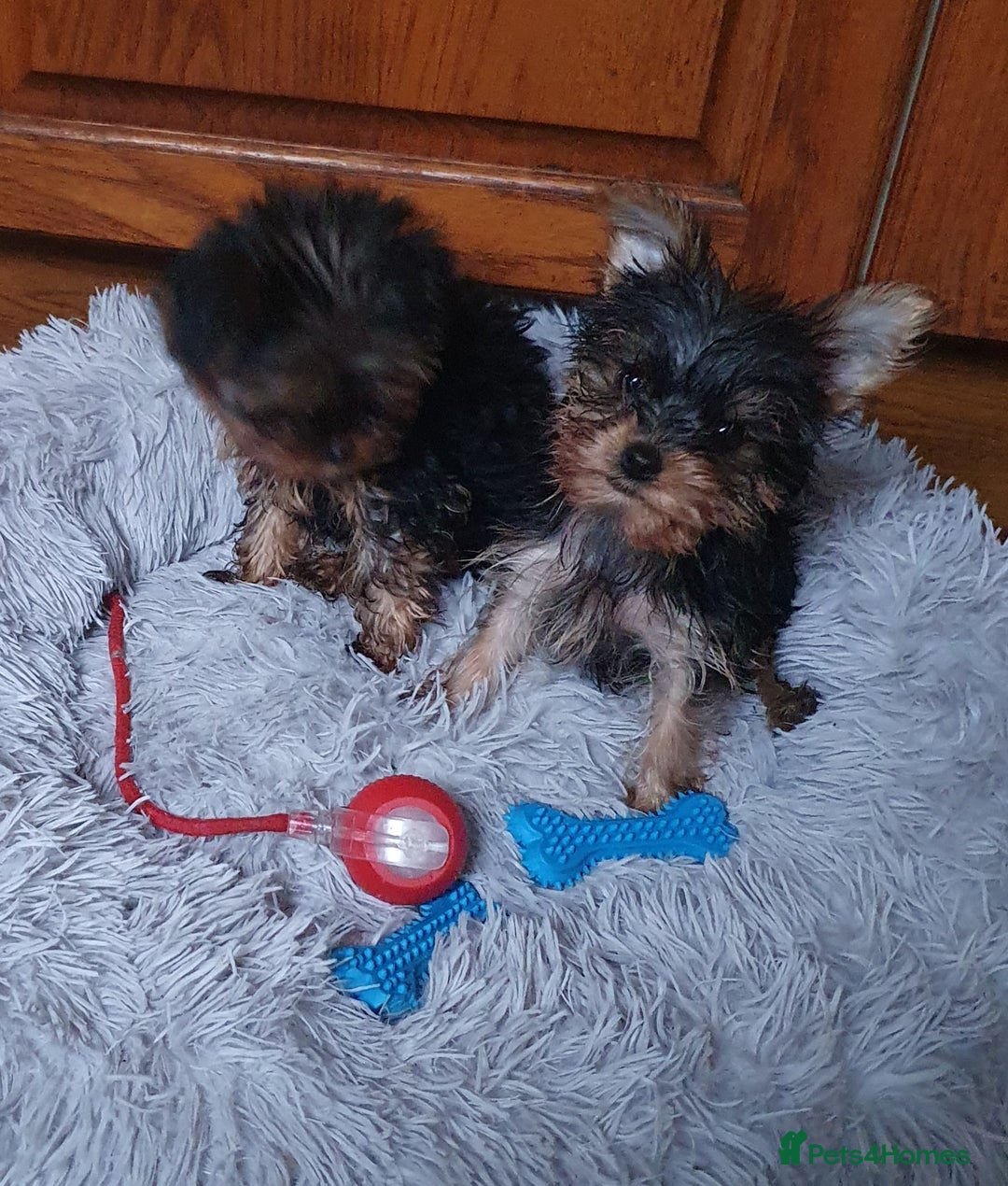Yorkshire Terrier dogs for sale: Yorkshire terrier puppies 2 girls  - Advert 2