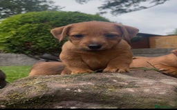 Mixed Breed dogs for sale: Stunning Daxi x Norfolk terrier  - Image 4