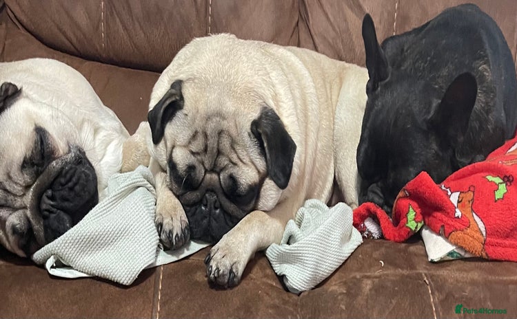Pug dogs - Advert 1