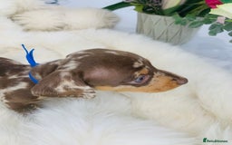 Miniature Dachshund dogs for sale: Miniature Dachshund KC Registered  - Image 4