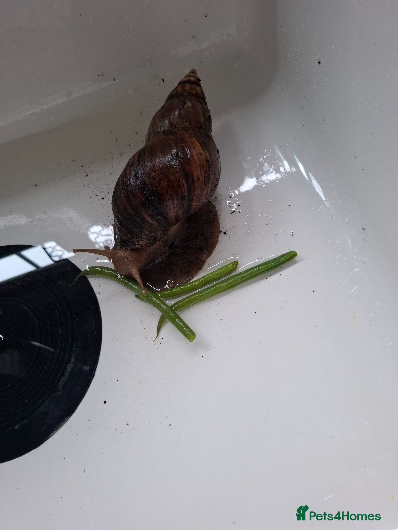 Snails invertebrates Giant African snail - Advert 1