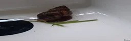 Snails invertebrates for sale: Giant African snail - Advert 1