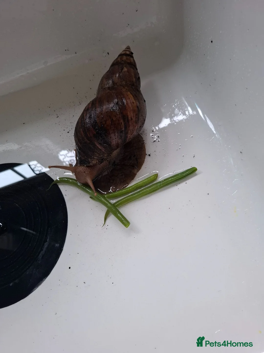 Snails invertebrates for sale: Giant African snail - Advert 1