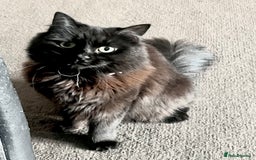 British Longhair cats for sale: Beautiful longhair girl  - Image 2