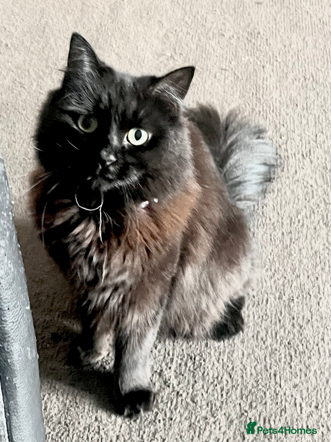 British Longhair cats for sale: Beautiful longhair girl  - Image 2