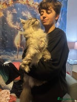 Maine Coon cats - Advert 1