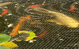 Koi Carp fish for sale: 2 x Koi for sale - Image 3