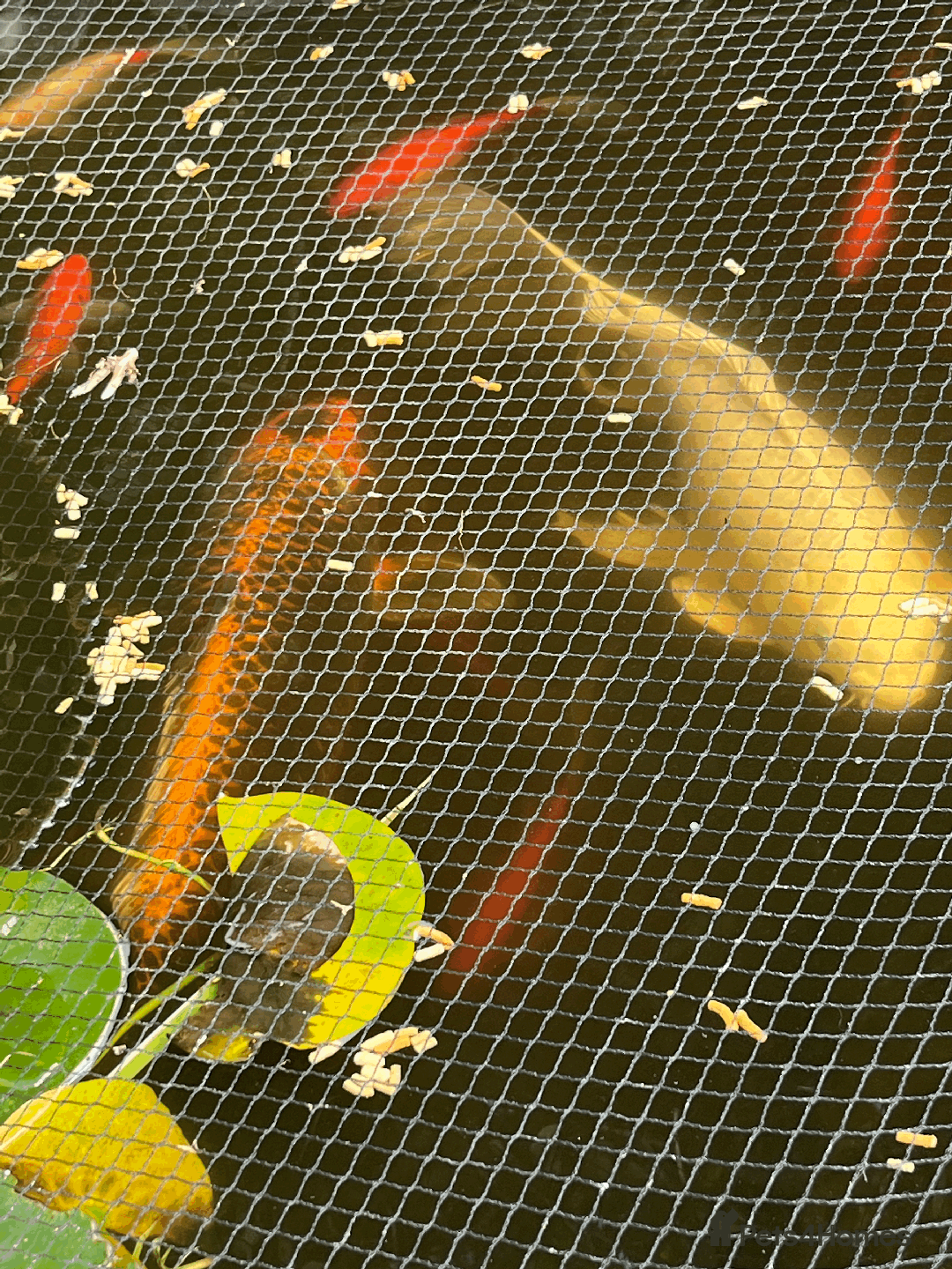 Koi Carp fish for sale: 2 x Koi for sale - Image 3
