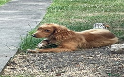 Mixed Breed dogs for sale: Cooper - Image 5