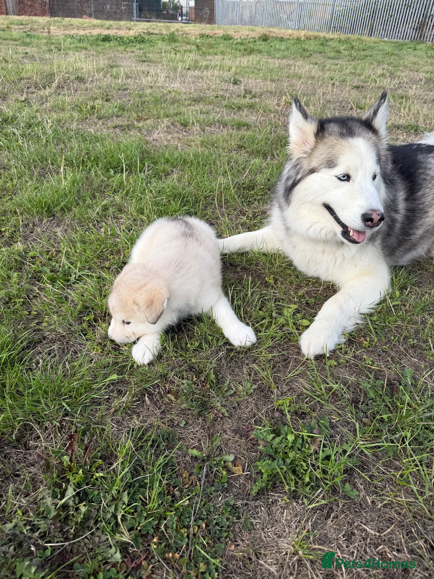 Alaskan Malamute dogs Mr Marcel .p - Advert 15