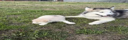 Alaskan Malamute dogs for sale: Mr Marcel .p - Advert 1