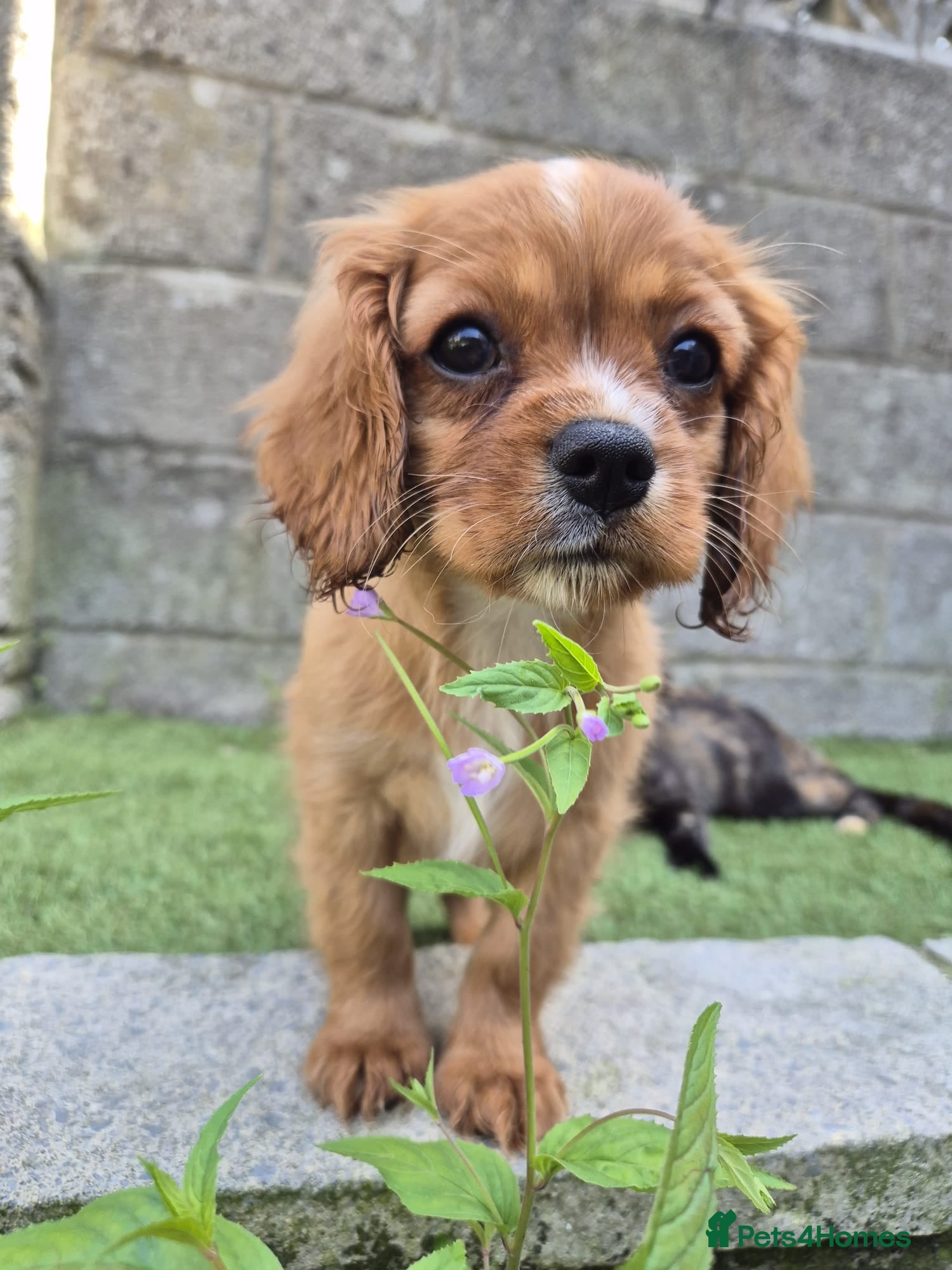 Cavalier King Charles Spaniel dogs Absolutely beautiful King Charles Cavalier puppies - Advert 2