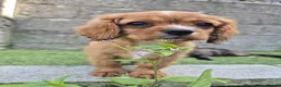 Cavalier King Charles Spaniel dogs for sale: Absolutely beautiful King Charles Cavalier puppies - Advert 5
