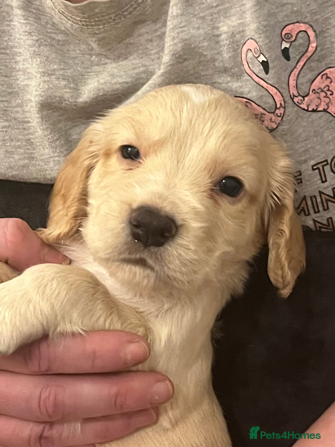 Sprocker dogs for sale: SPROCKER SPANIELS PUPPIES  - Advert 15