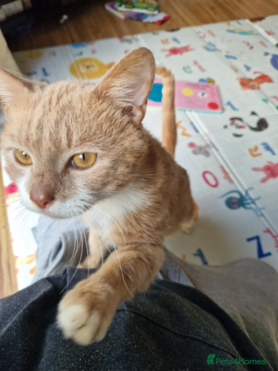 Mixed Breed cats for sale: Male 8 Months Ginger Cat - Advert 2